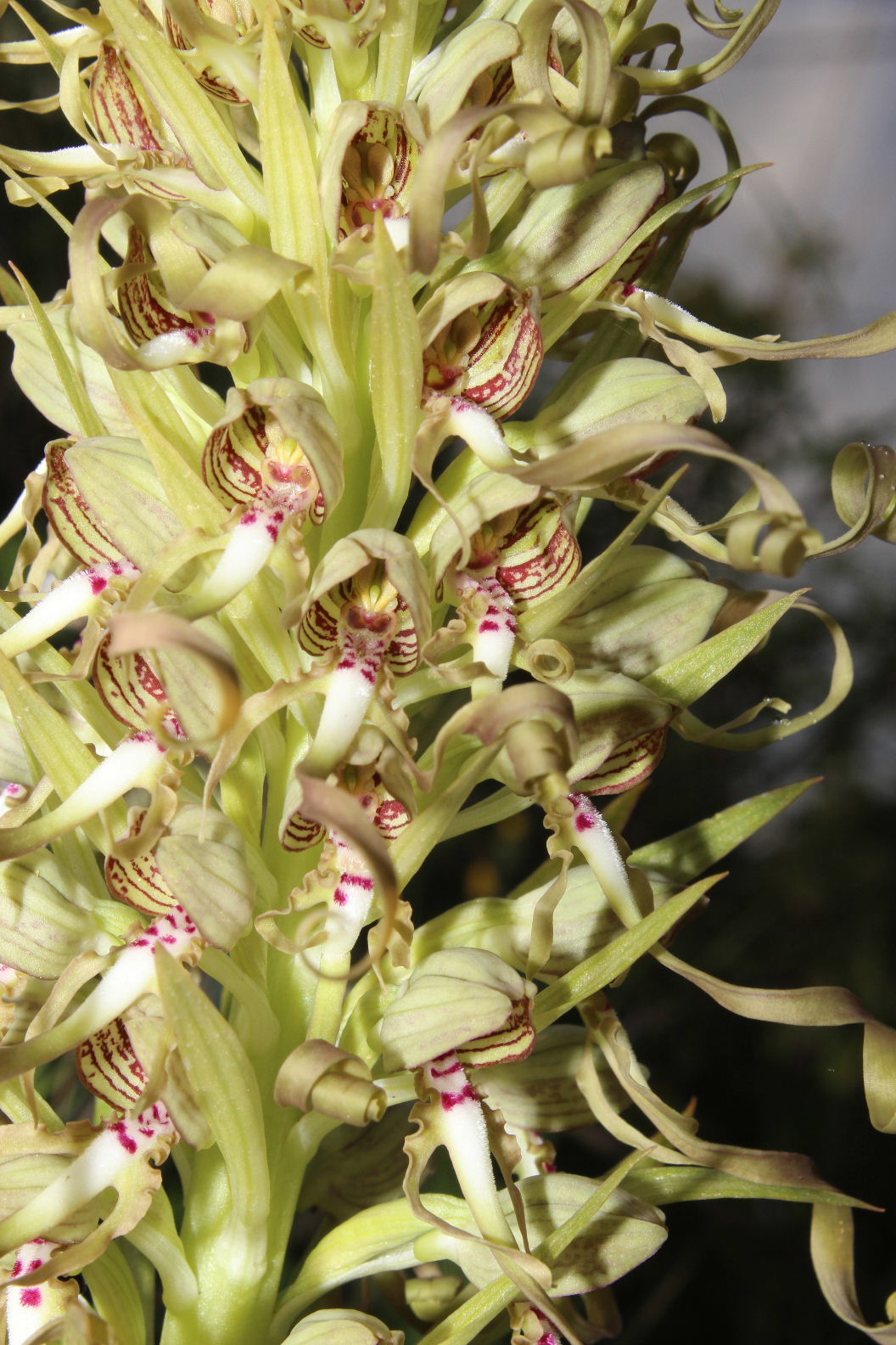 Orchidee dal promontorio del Gargano